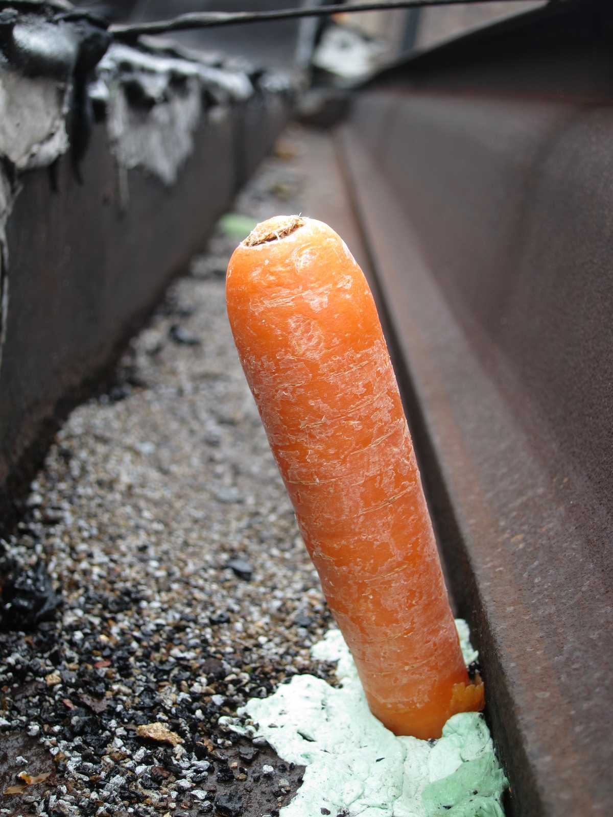 Carrot plugging hole in gutter